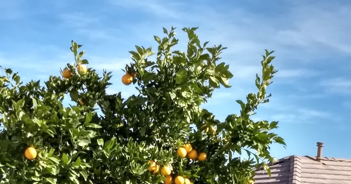 Xtremehorticulture of the Desert Protecting Orange Fruit from Freezing