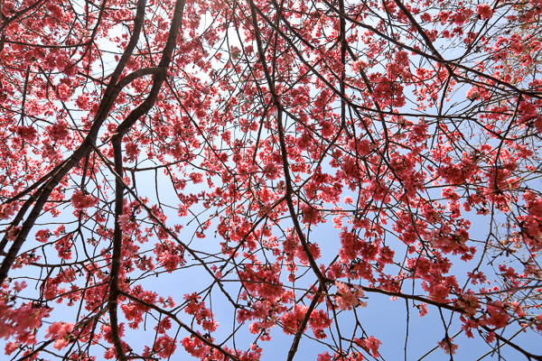 台中新社白毛台櫻花林上千棵櫻花樹的步道，新社賞櫻秘境