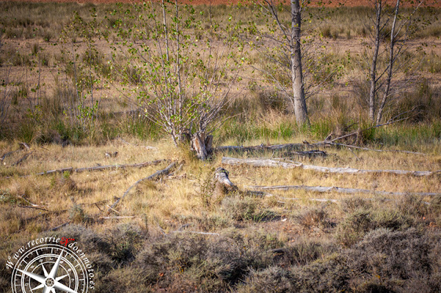 troncos de arbol