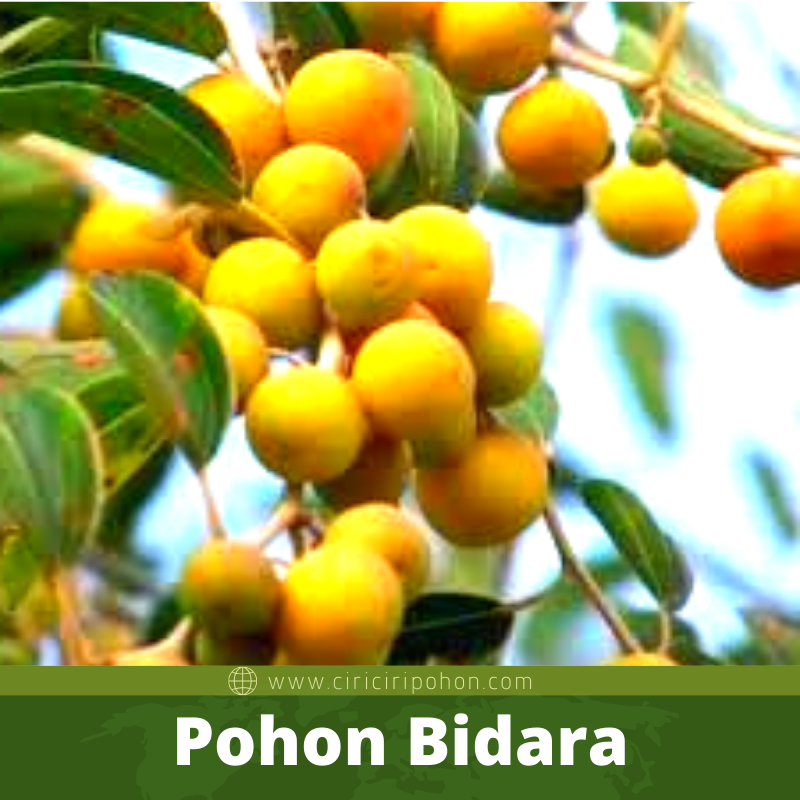 Bibit Pohon Bidara