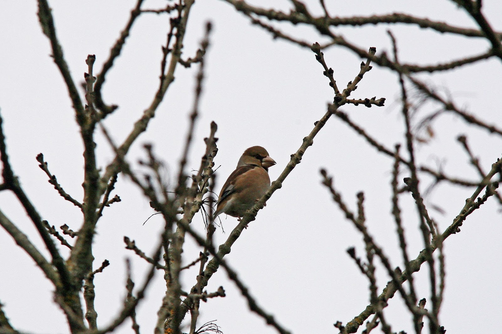 The Ginger Naturalist Hawfinches Of Haldon Forest