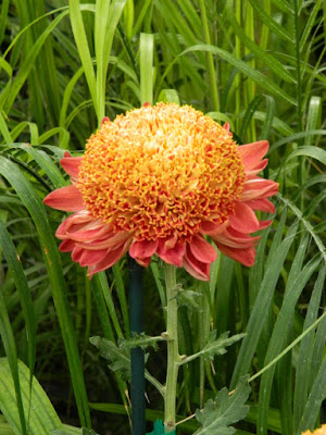 Orange anemone mum at the Allan Gardens Conservatory 2015 Chrysanthemum Show by garden muses-not another Toronto gardening blog