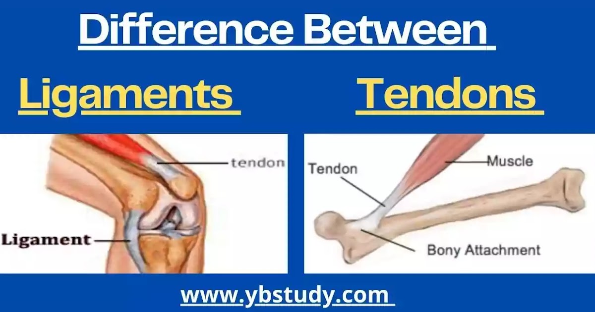 Difference between Ligaments and Tendons Similarities | Functions