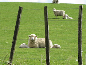 spring-lambs