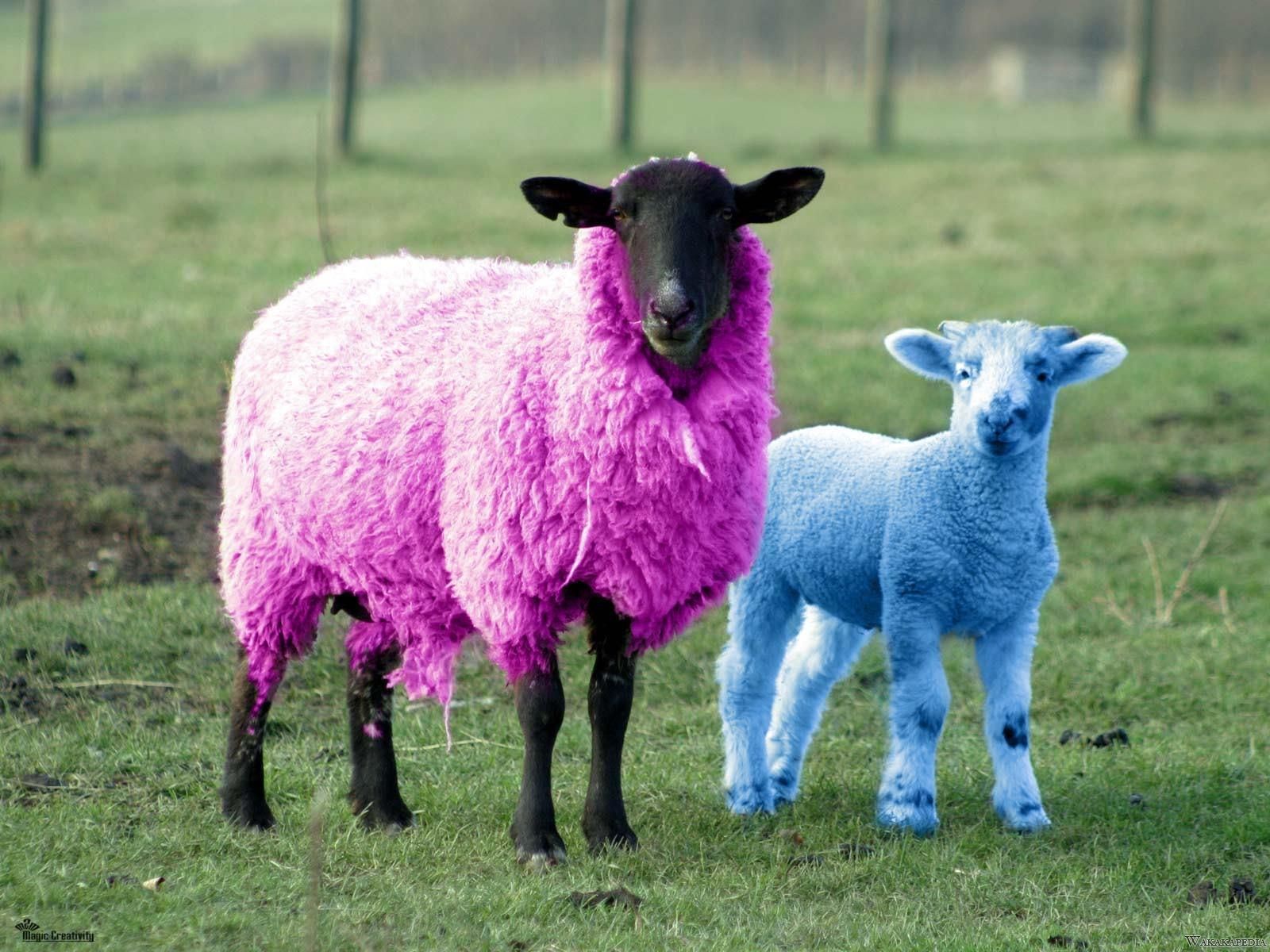 Wow Domba Warna Warni Mulai Mendunia Berbagai Berita Terbaru Gambar