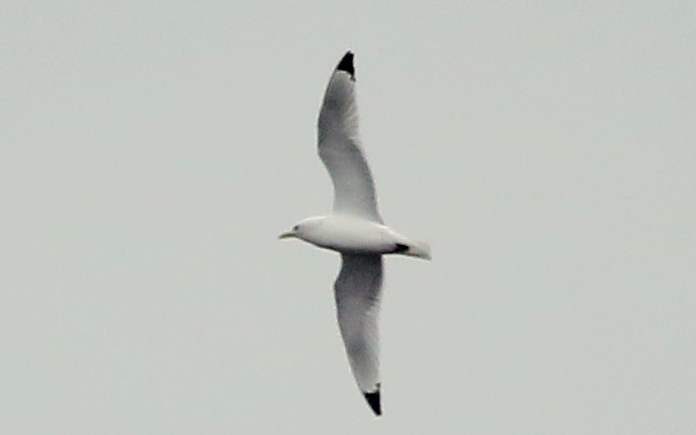 Fly Flatts Kittiwake