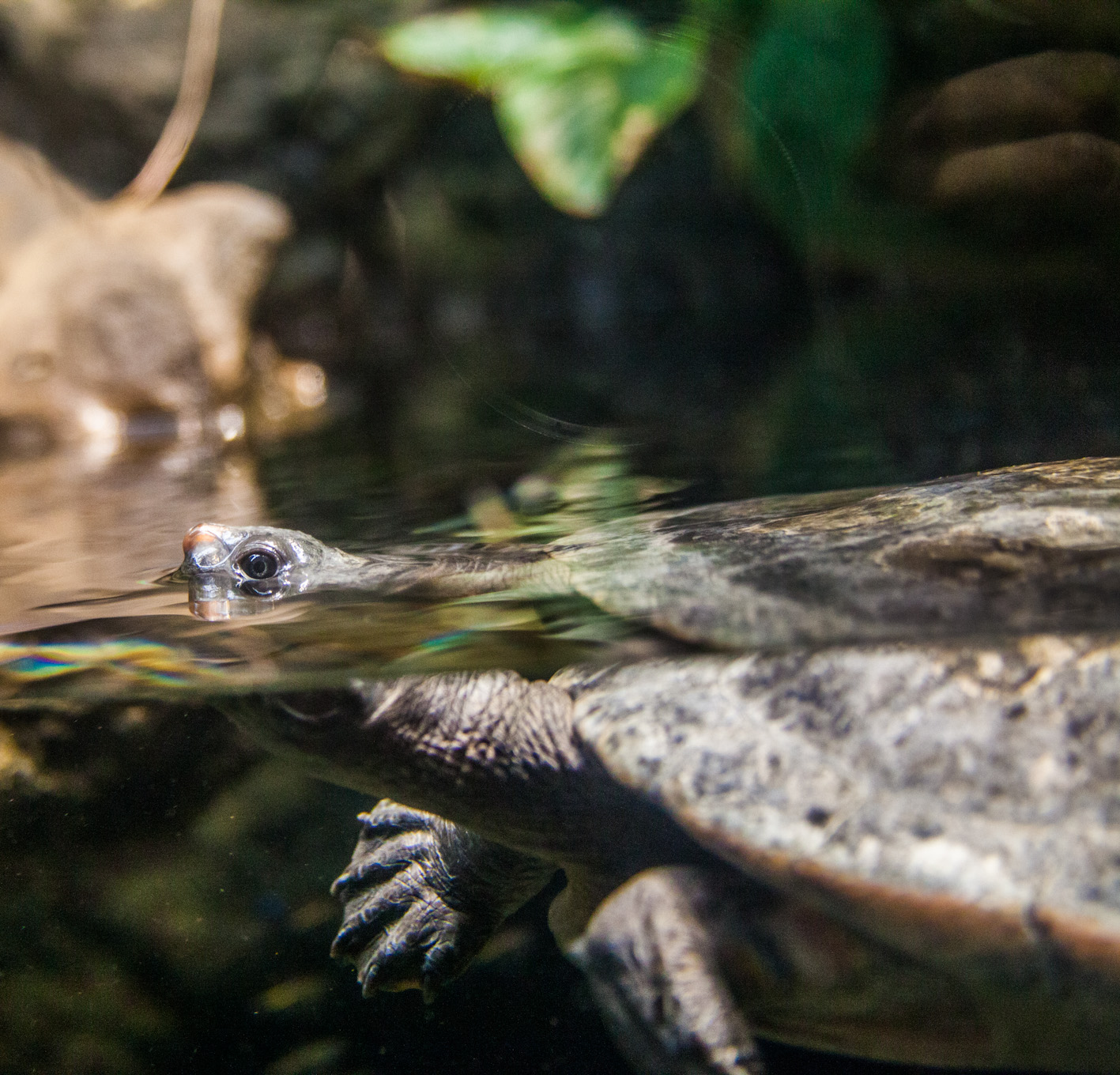 My Musings Shedd Aquarium