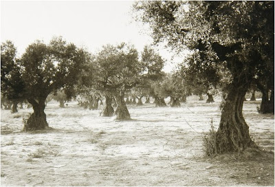 leganes_Abuelohara olivar junto al cementerio