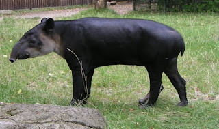 Baird tapiri (Tapirus bairdii)