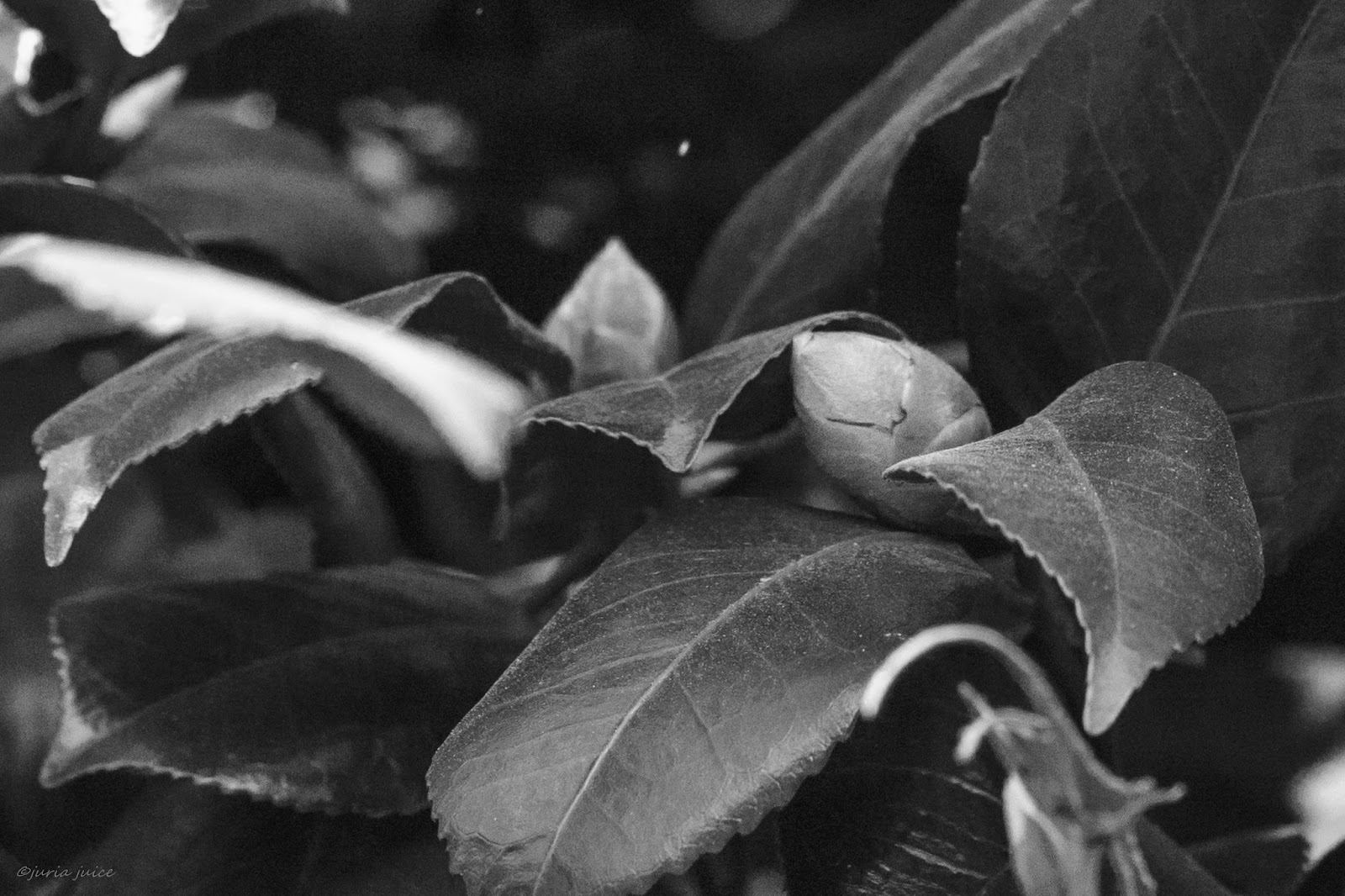 藪椿 (Camellia japonica)