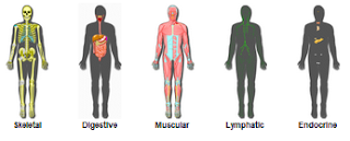 InnerBody Easily Explore and Learn about The Human Body | Educational