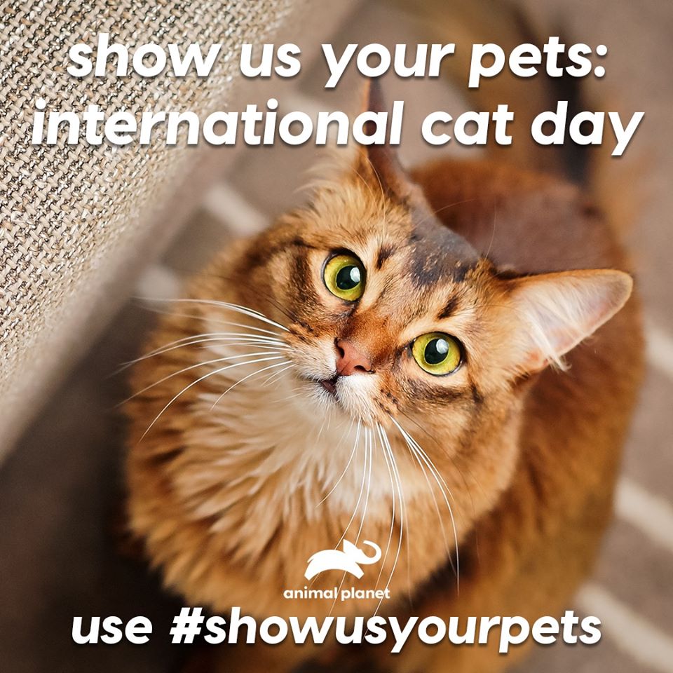 International Cat Day Wishes Images What's up Today