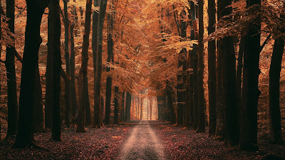 Screen background Forest, alley, trees, road, autumn, leaves Screen background Forest, alley, trees, road, autumn, leaves
