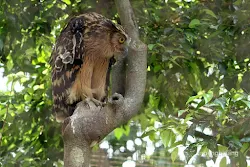 taman burung tmii jakarta