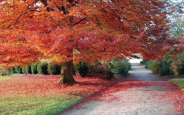 Grote dikke boom met rode herfstbladeren