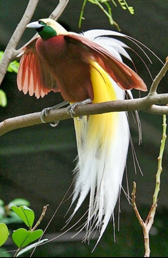 Mengenal Burung Cendrawasih - Kenariku