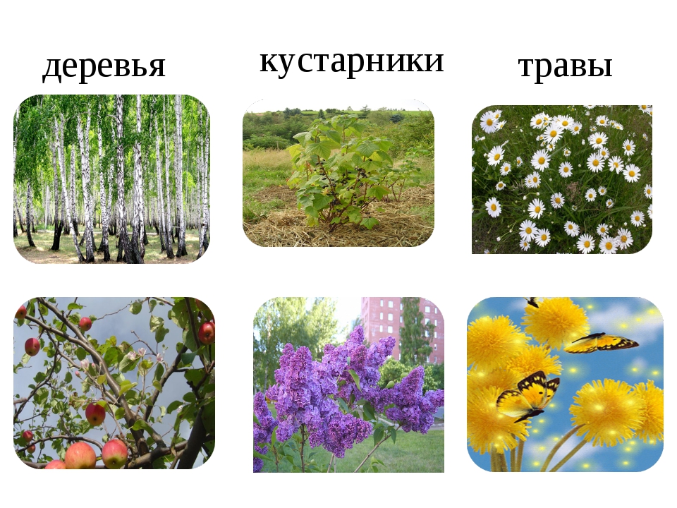Каких цветов бывают растения