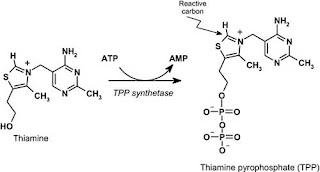 thiamine pyrophosphate