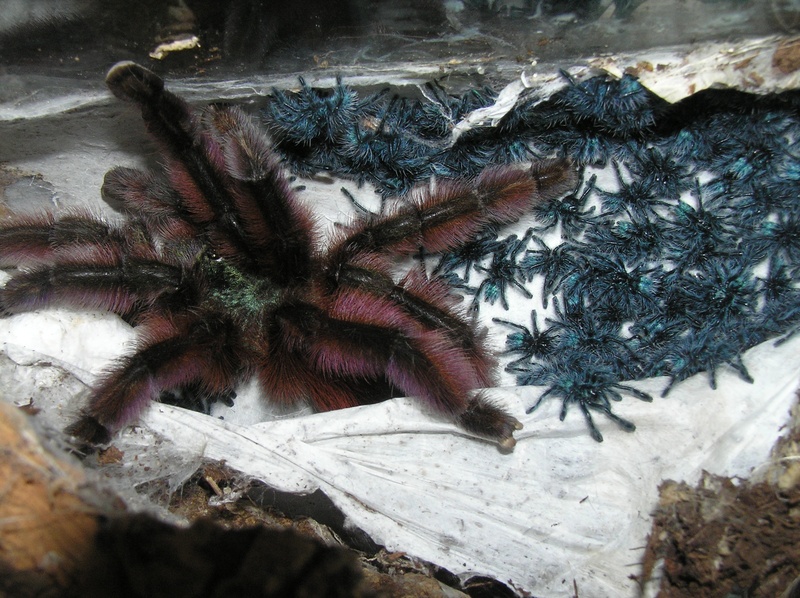 Dois Exemplos De Animais De Cada Grupo Dos Insetos Aracnídeos