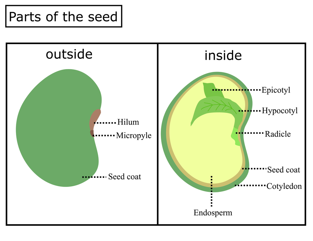Seed - good-quality seed, parts of a seed