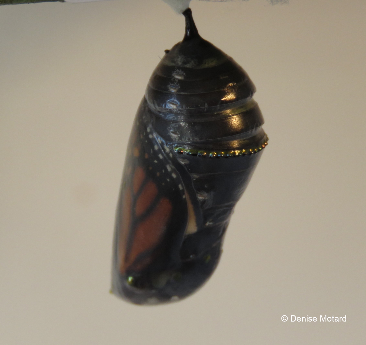 CHRYSALIS