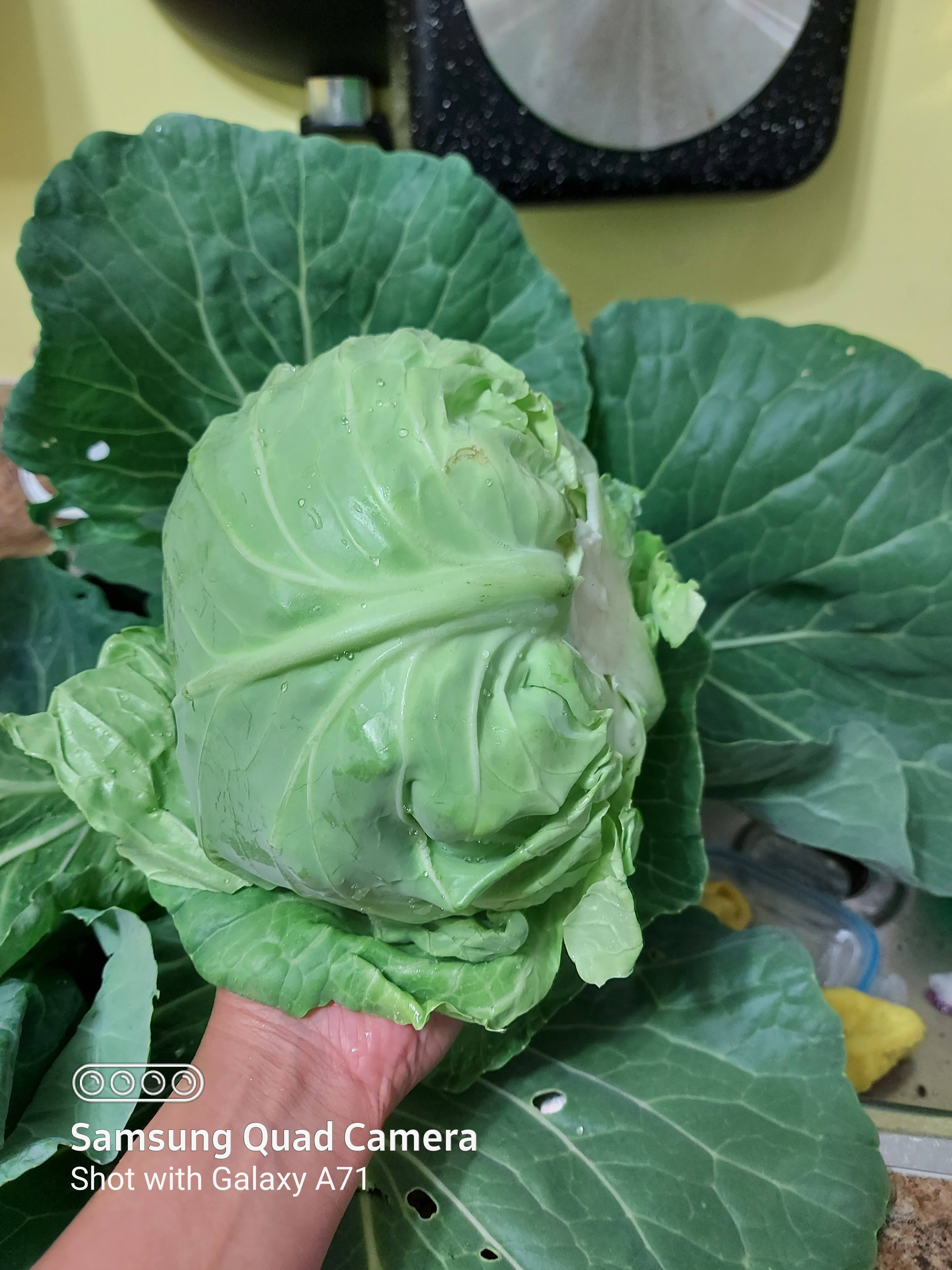 No Chlimicals, no spray. Just organic cabbages grew in my garden during pandemic