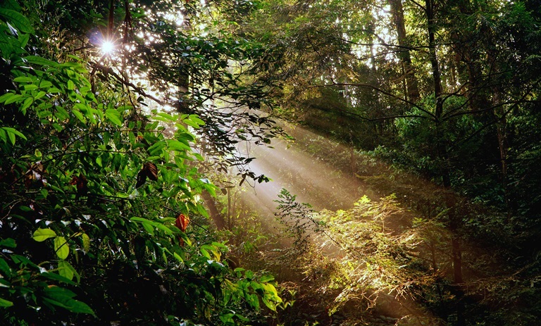 Lebatnya Leuser, melimpahnya oksigen bagi manusia | sukmadede.com 