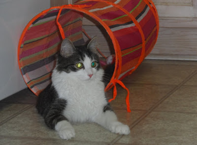 Anakin The Two Legged Cat playing in his tunnel