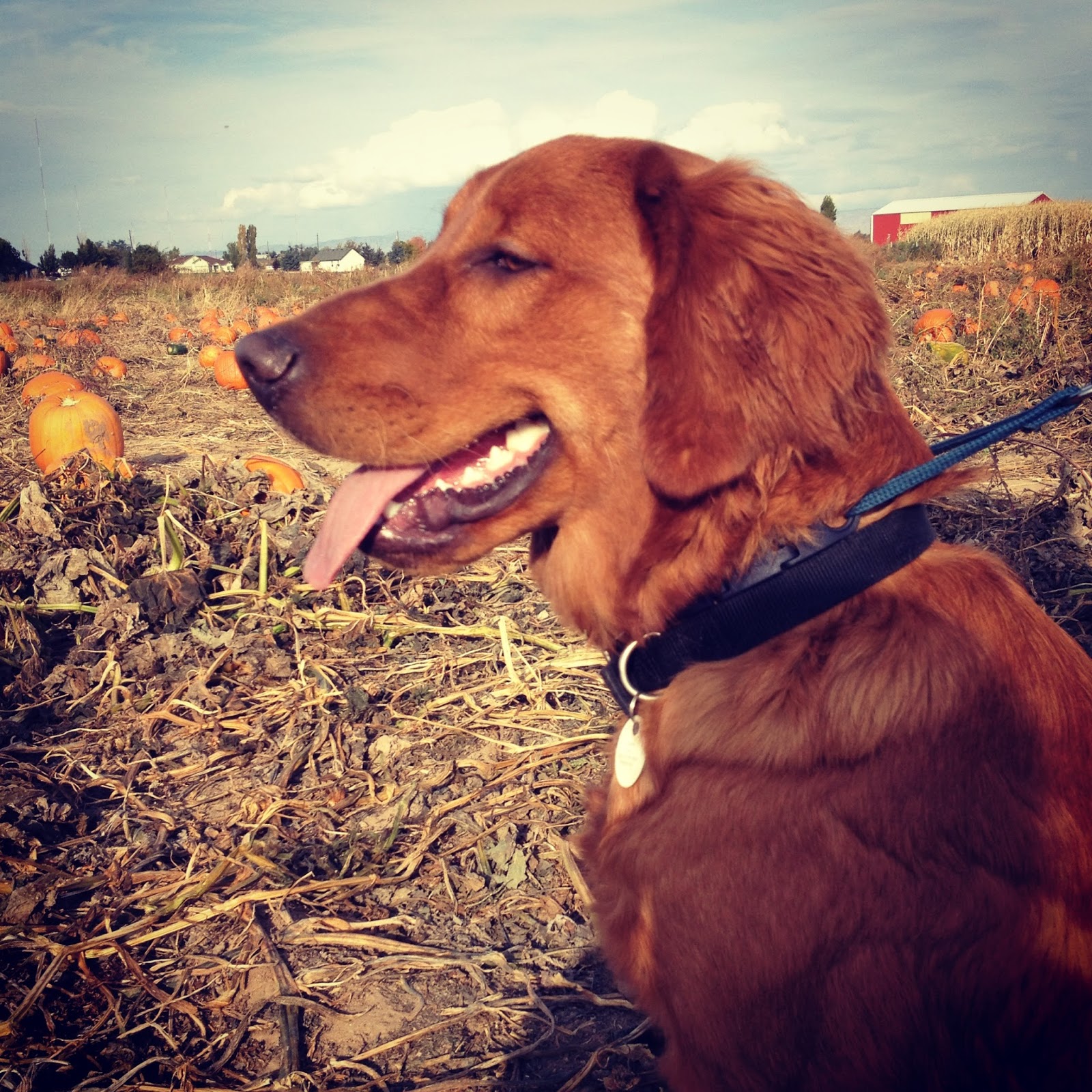 Dog at the pumpkin patch