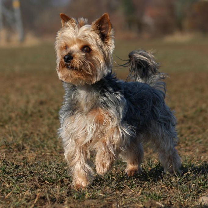 what is a yorkshire terrier used for