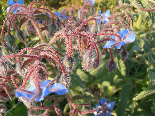 Recetas con plantas silvestres
