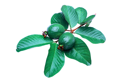 চমৎকাৰী পাতৰ মাজত সোমাই আছে ডায়েবেটিছৰ ঔষধ…Miracle Leaves for Diabetes In Assamese চমৎকাৰী পাতৰ মাজত সোমাই আছে ডায়েবেটিছৰ ঔষধ…Miracle Leaves for Diabetes In Assamese
