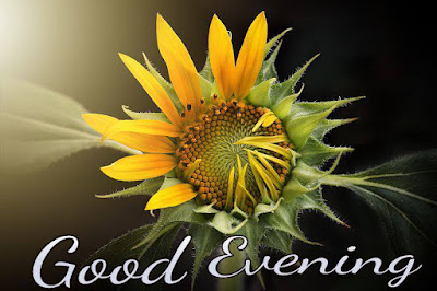 Good evening image with flowers free download Good evening image with flowers free download