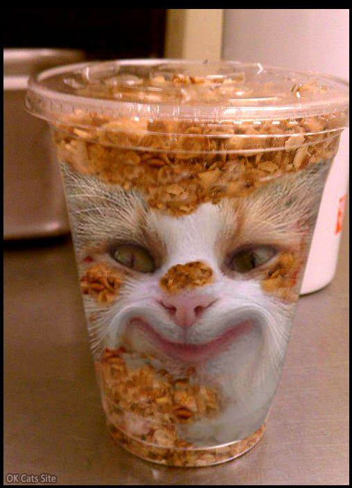 Photoshopped cat Picture • Delicious frosted flakes yogurt & cat Parfait for cat lover Photoshopped cat Picture • Delicious frosted flakes yogurt & cat Parfait for cat lover