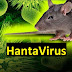 जानिए Hantavirus क्या है और यह कैसे फैलता है 