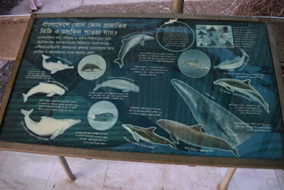 বাংলাদেশের বিভিন্ন প্রাণীর আবাস সম্পর্কে কিছু তথ্য বাংলাদেশের বিভিন্ন প্রাণীর আবাস সম্পর্কে কিছু তথ্য