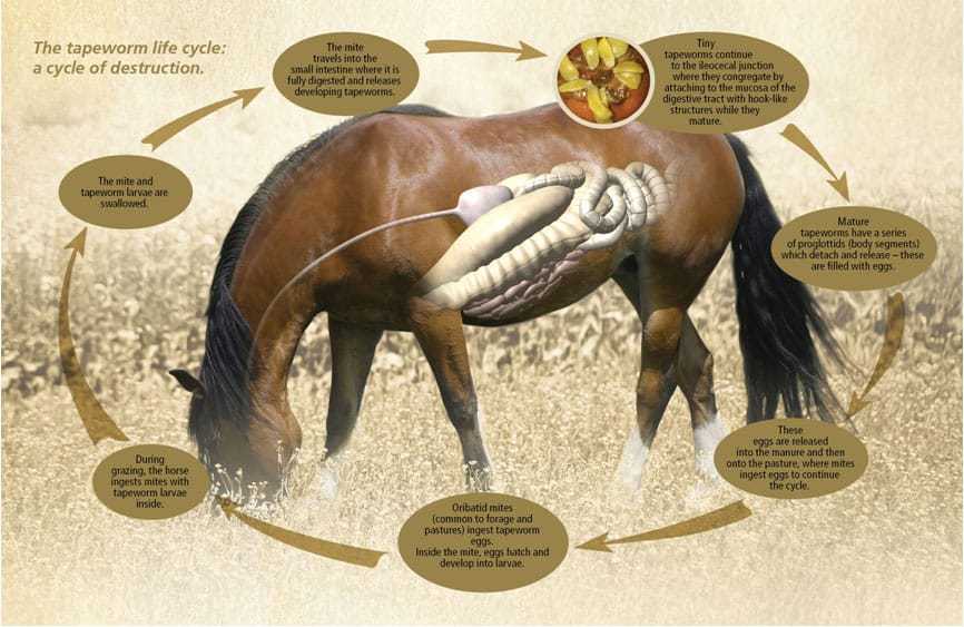 Horses The Tapeworm Threat Animalix Magazine