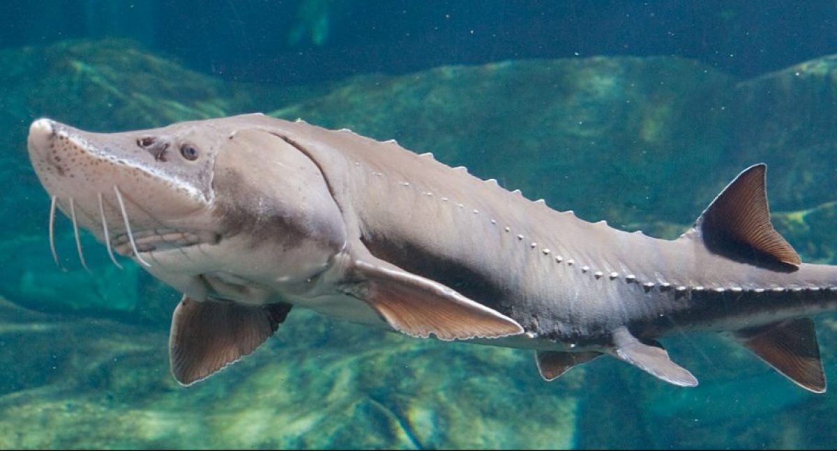 Sturgeon fish has got cartilaginous skeleton just like sharks
