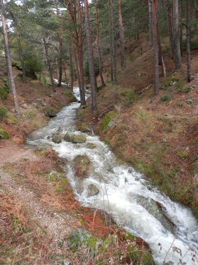 paisaje-de-un-río-entre-pinos-en-la-Sierra-de-Guadarrama