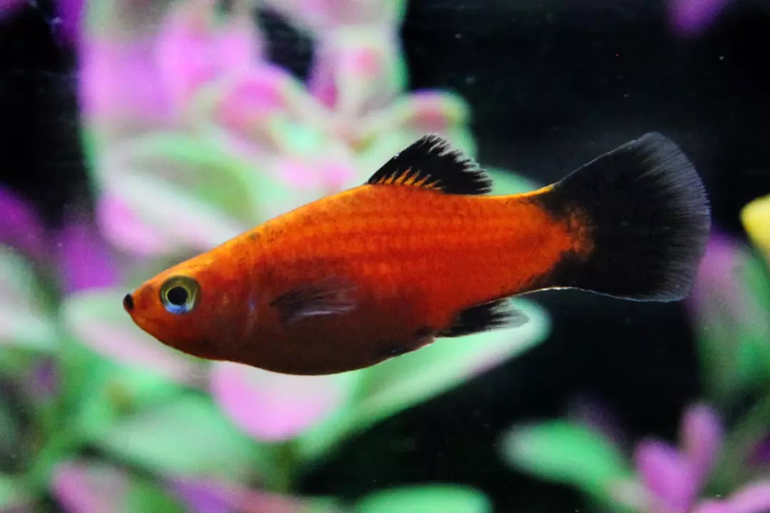 What Is A Hardy Fish For An Aquarium Aquarium Views