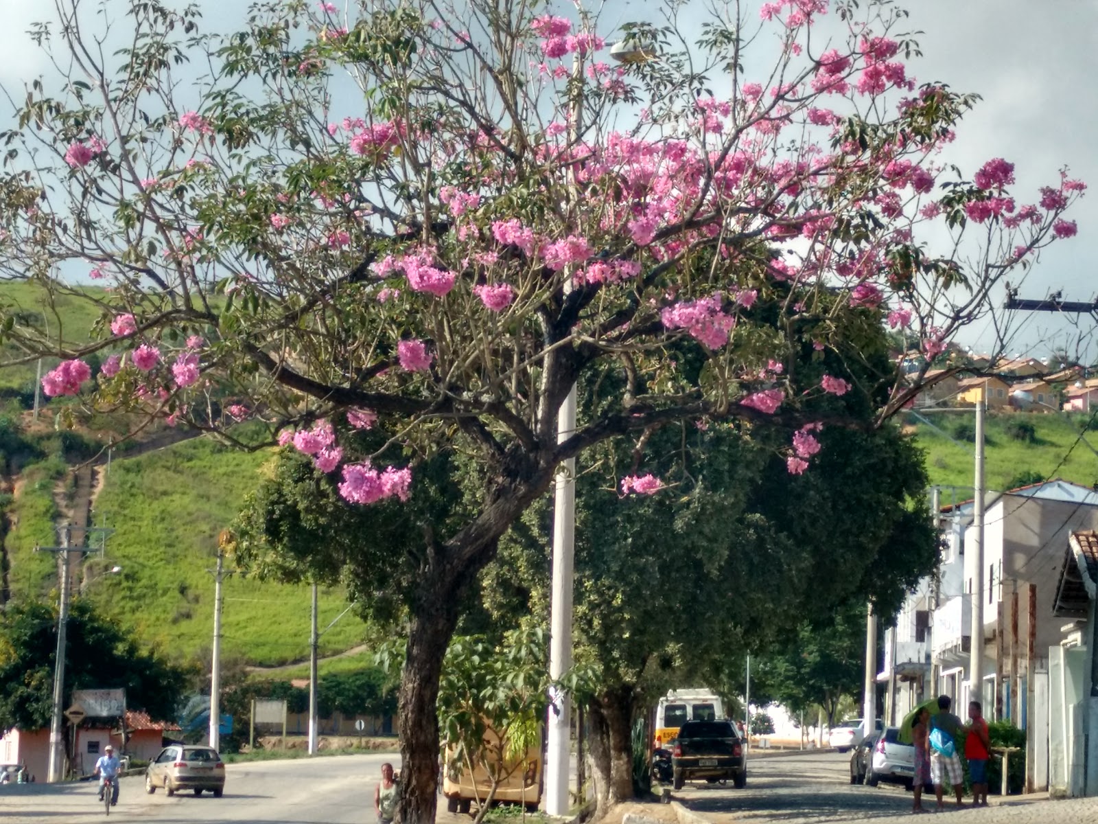 INFORMATIVO GIRASSOL: A floração do Ipê roxo na Rua Frei Simeão já chama  atenção e marca o início do inverno.