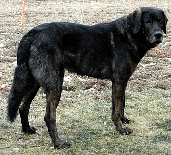 castro laboreiro dog, castro laboreiro dogs, about castro laboreiro dog, castro laboreiro dog appearance, castro laboreiro dog behavior, castro laboreiro dog color, caring castro laboreiro dog, castro laboreiro dog characteristics, castro laboreiro dog facts, feeding castro laboreiro dog, castro laboreiro狗的历史，卡斯特罗·拉伯罗罗（Castro Laboreiro