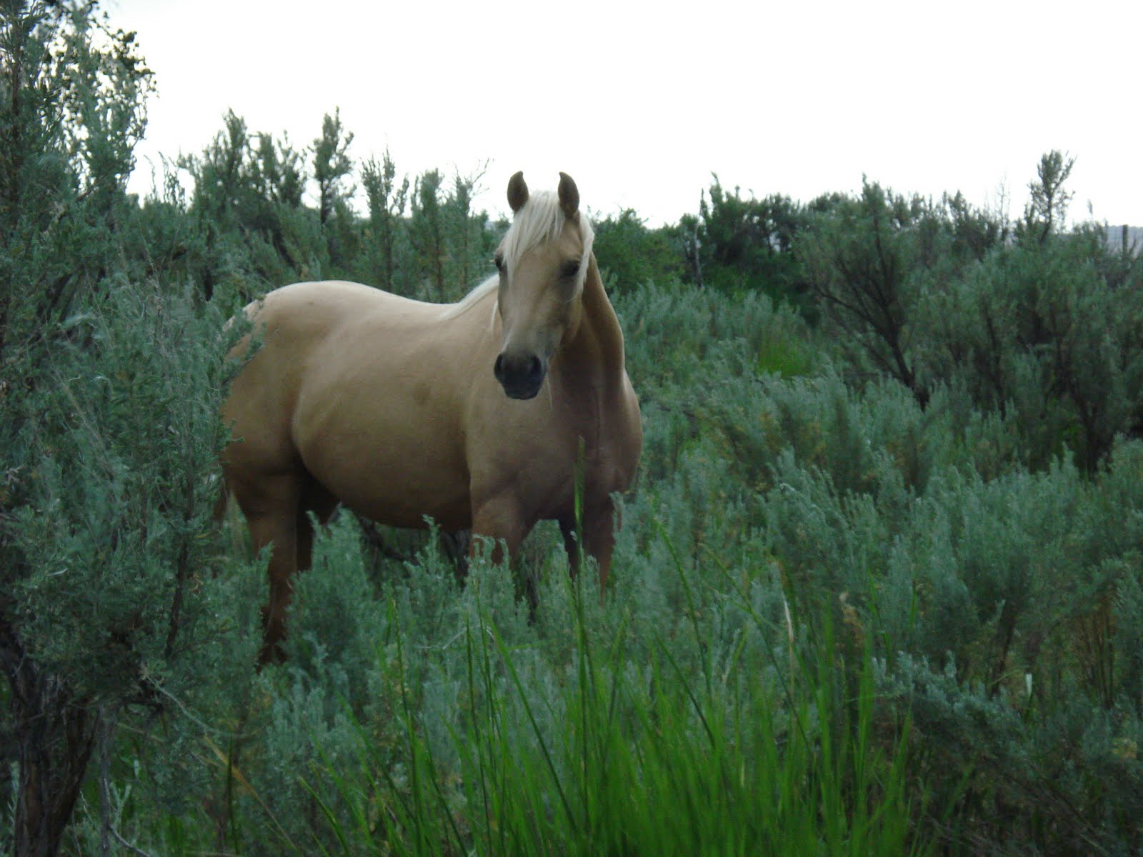 FARMGIRLS ON THE LOOSE - ROAD TRIP: Pilgrim Ranch in Baggs to Green ...