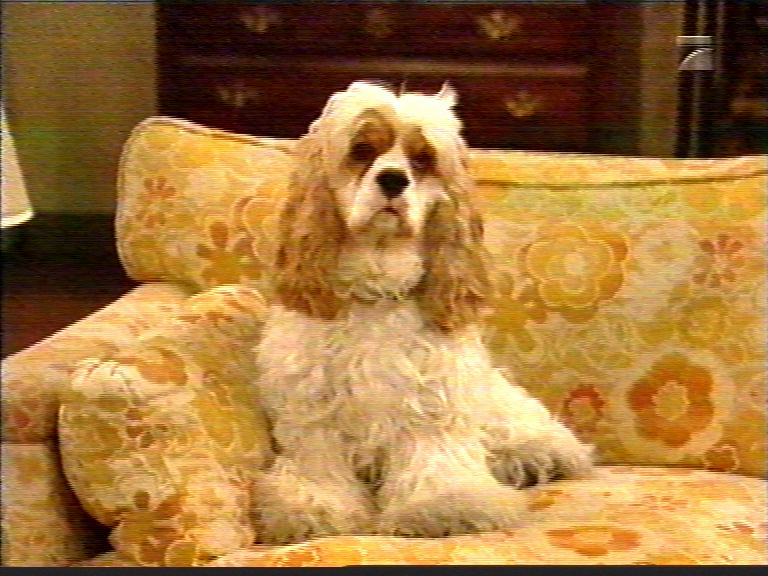 Andreas� kleine Welt Most Wanted 3 Al Bundy