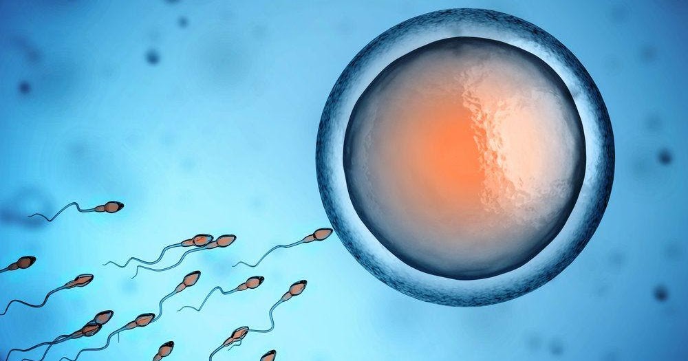 sperm donor