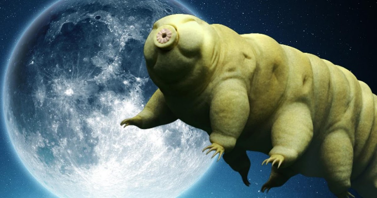 Gummy Bear + Engineering = Marsfit humans