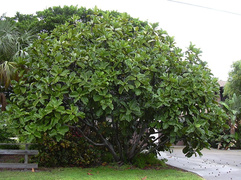 HOW MUCH LIGHT DOES A FICUS LYRATA NEED? The Garden of Eaden