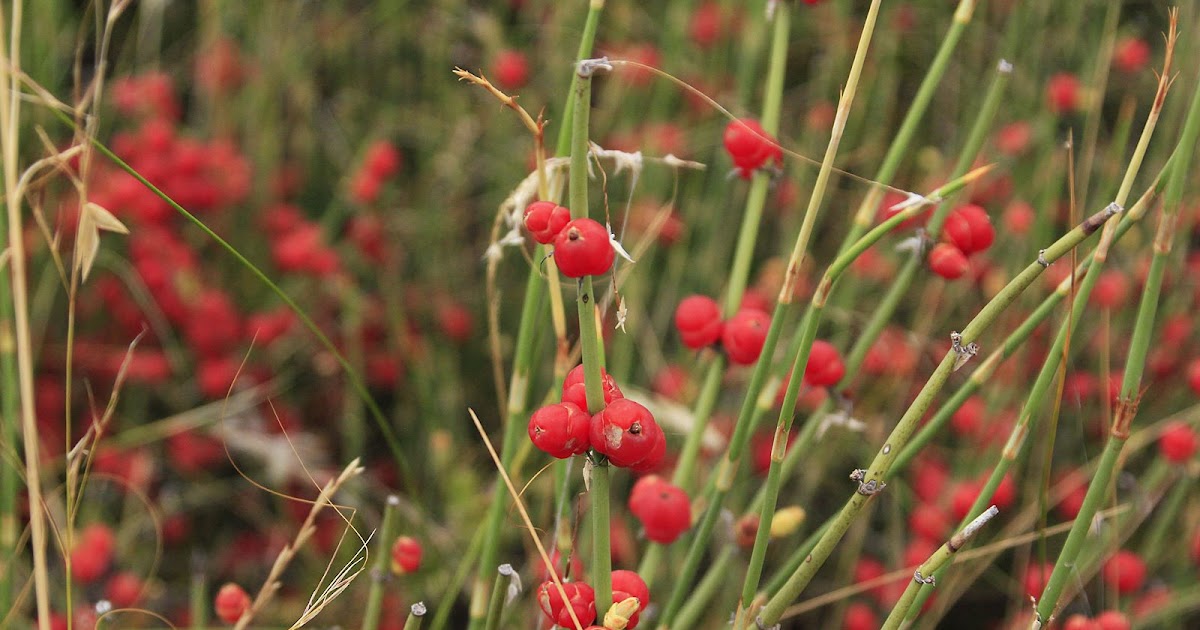 Patagonia Solupe (Ephedra ochreata)