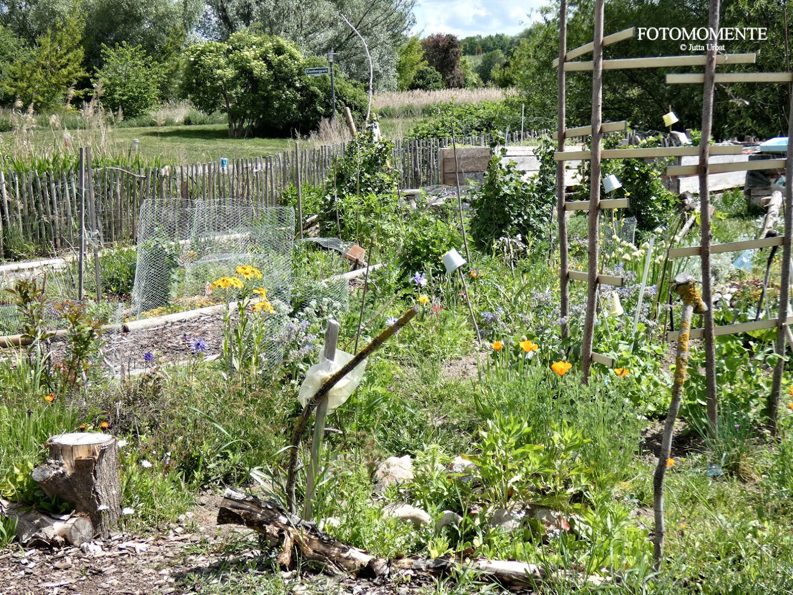 Hinter einem Gartenzaun