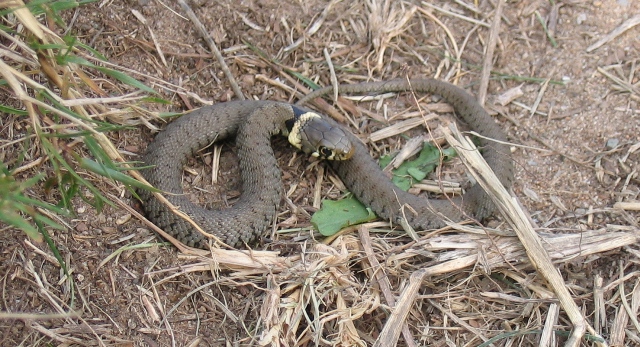 The Orchard Year: Natrix Natrix ~ Grass Snake in the Orchard